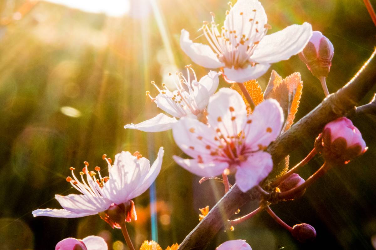 The sun shines through plum blooms.