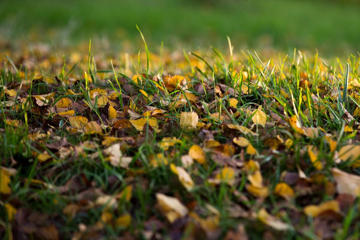 Colorful autumn leaves litter the grass.