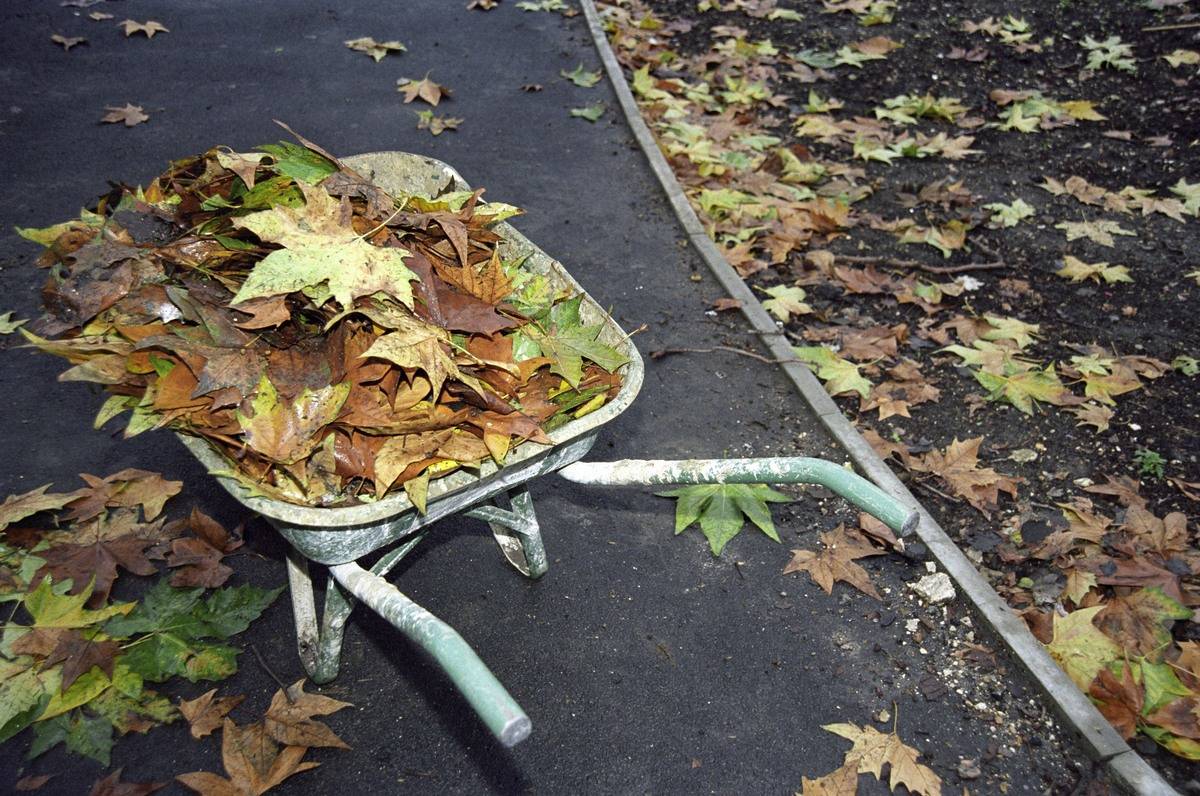 A wheelbarrow is filled with autumn leaves in a community garde.