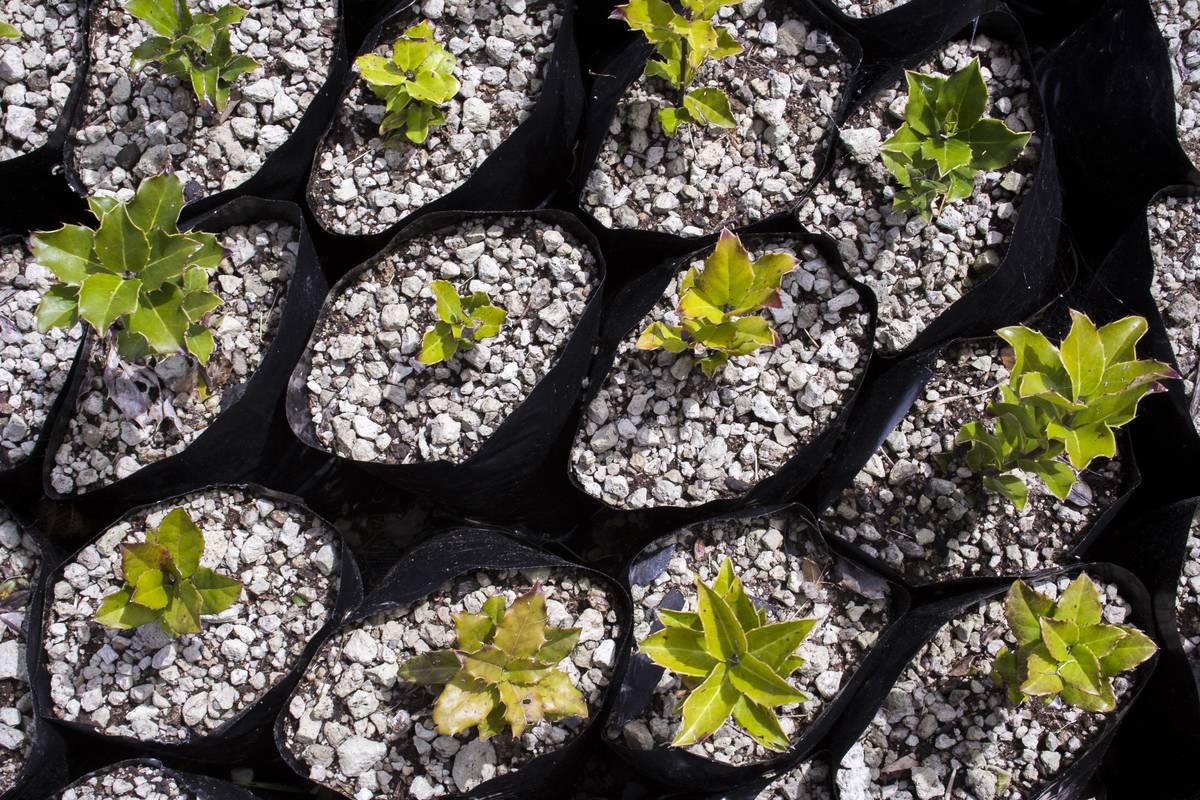 Tree seedlings are separated to not take over the garden.