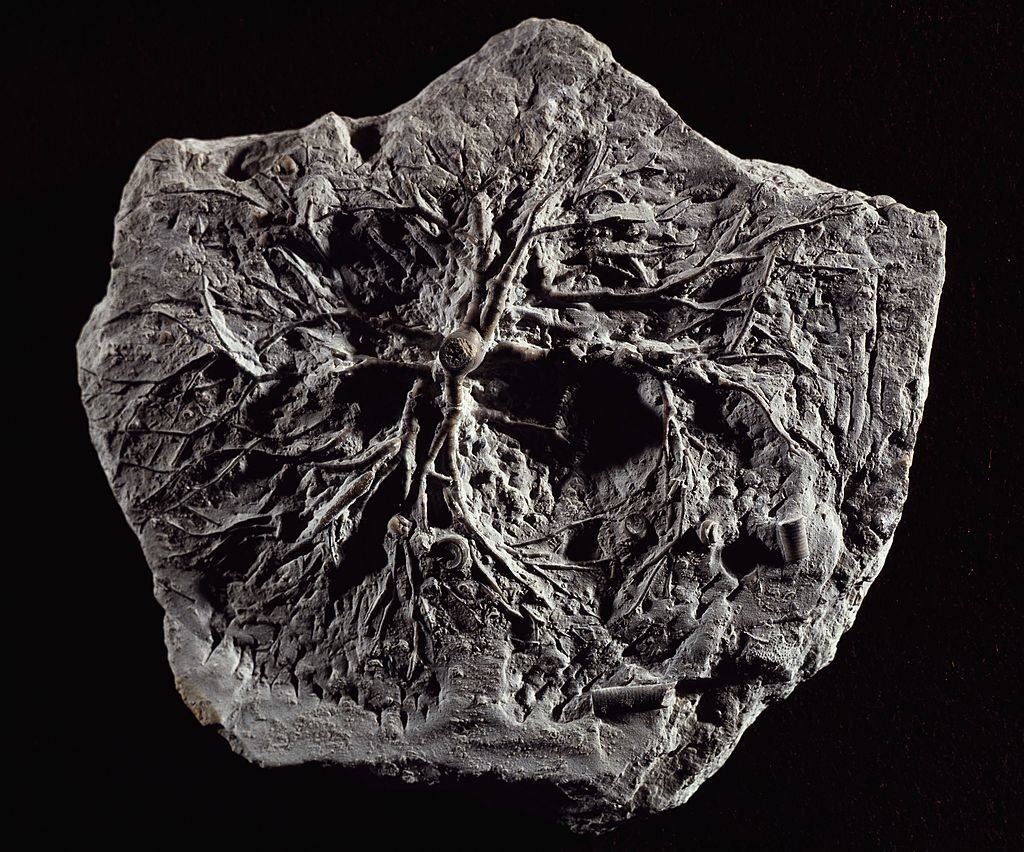 plankton fosil black and white