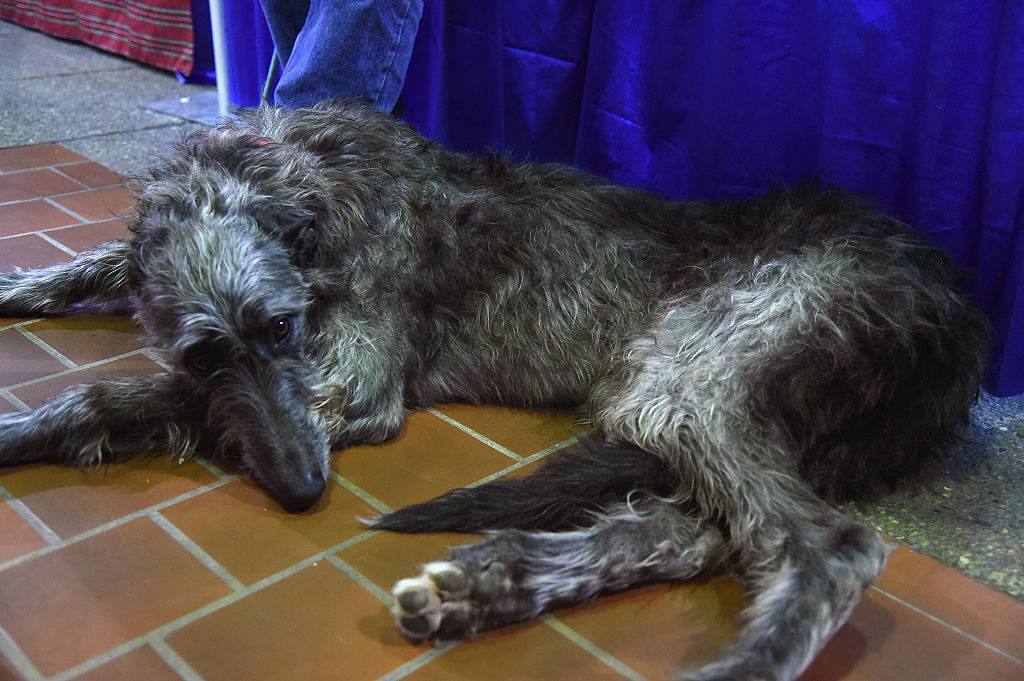 scottish-deerhound