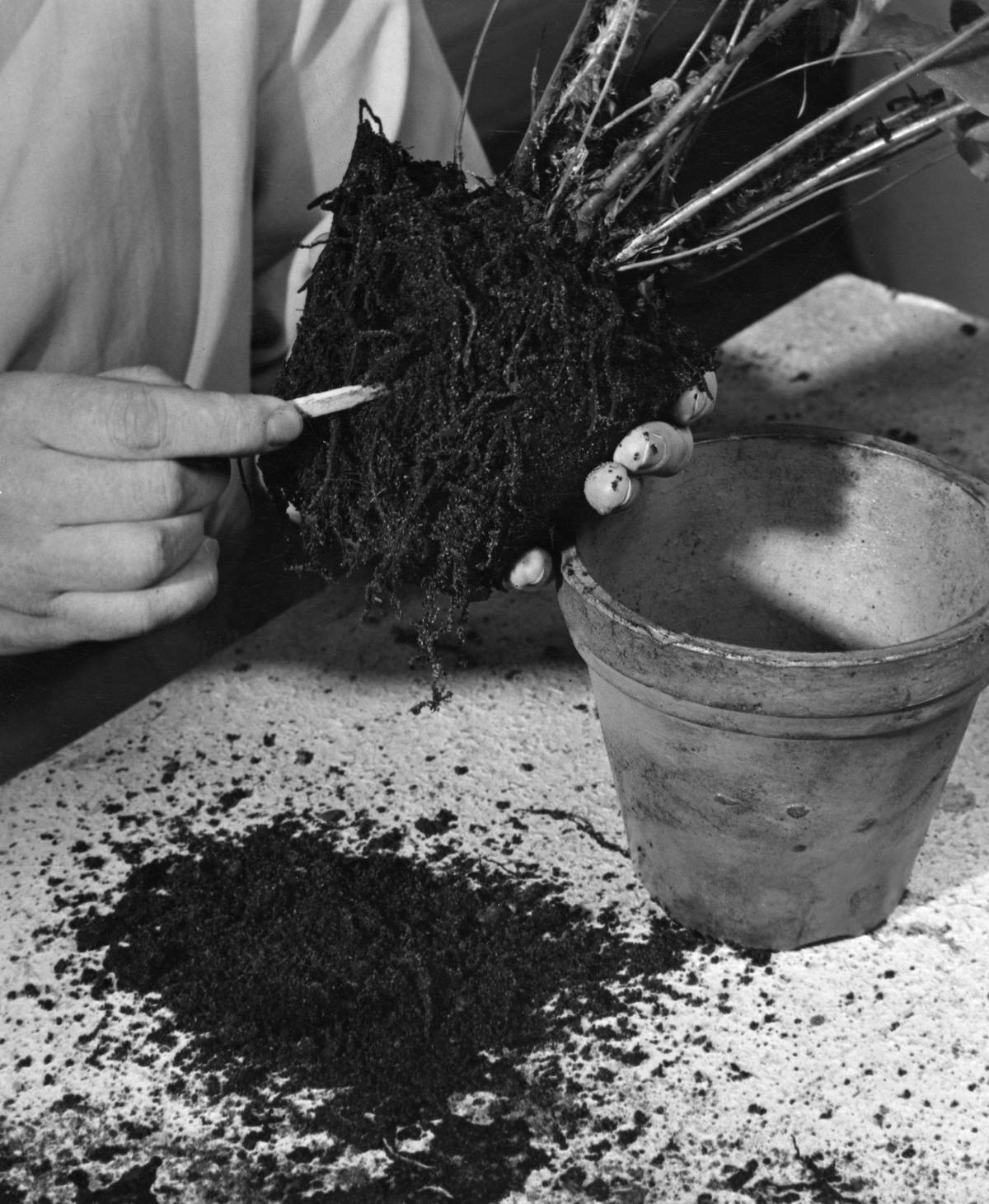 In this black and white photo, a gardener loosens roots of a potted plant.