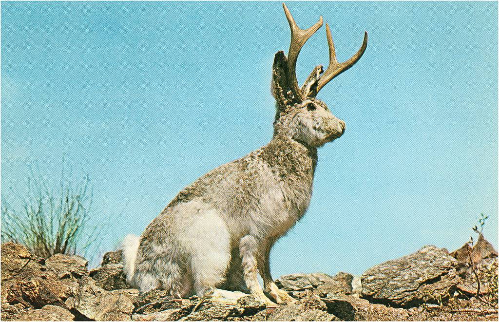 Jackalope -583874114