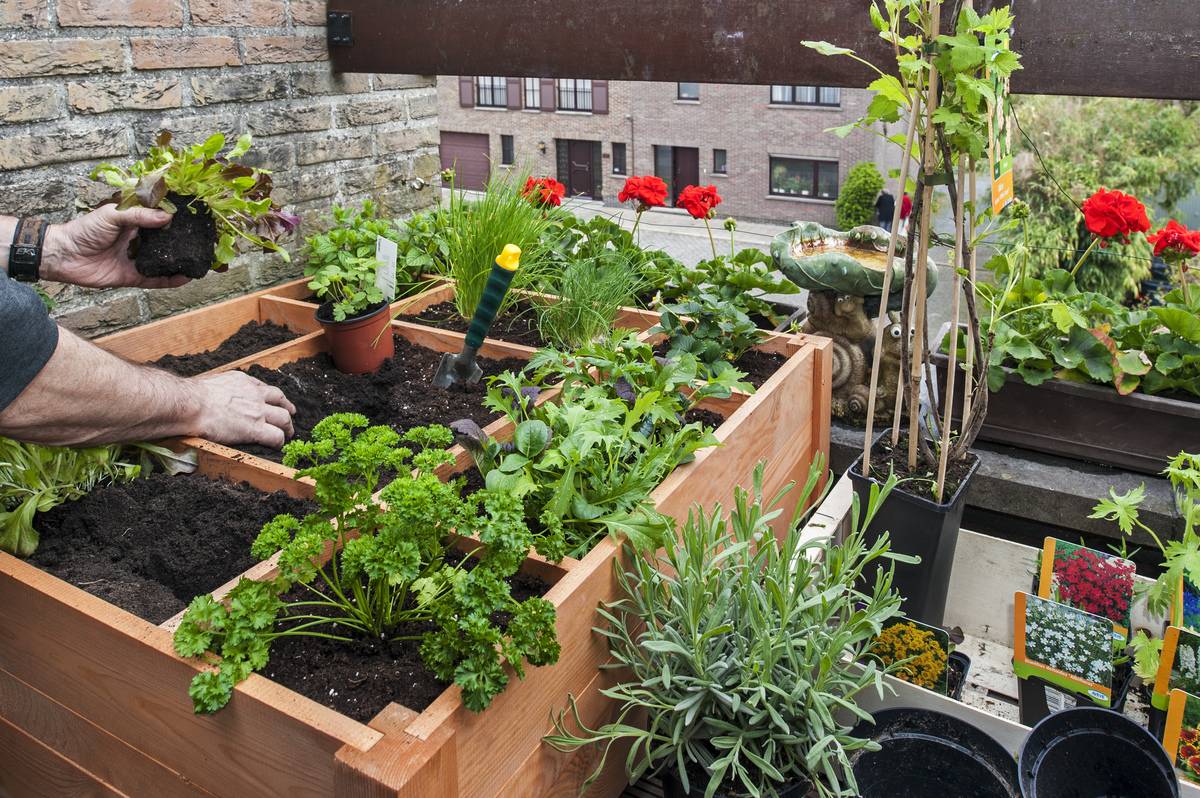 A person plants herbs, vegetables, and flowers in a box on the balcony.