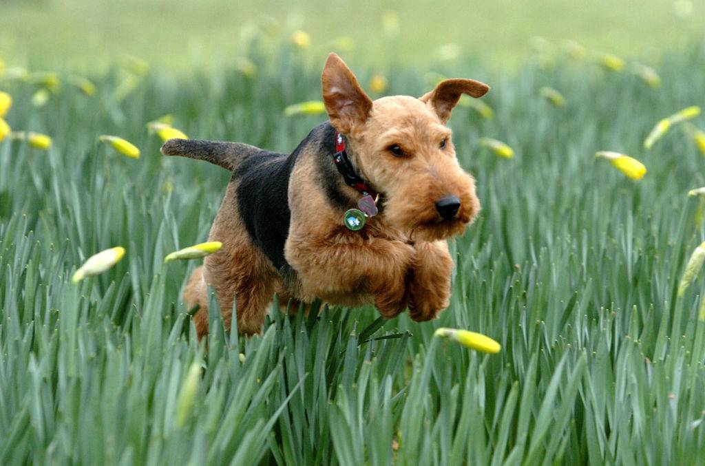 welsh-terrier