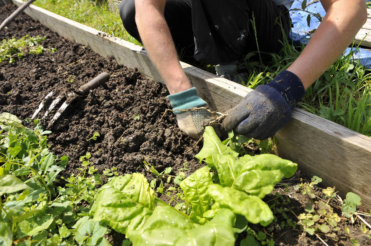 A gardener weeds their vegetable plots.