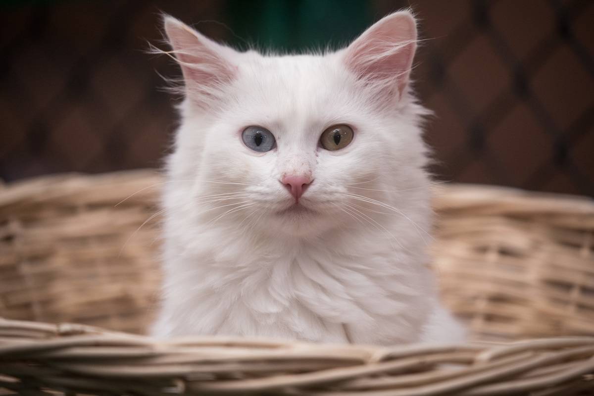 Turkish Van