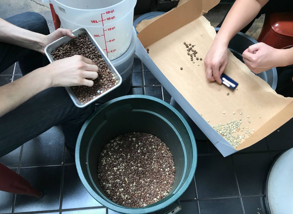 employers sorting coffee beans