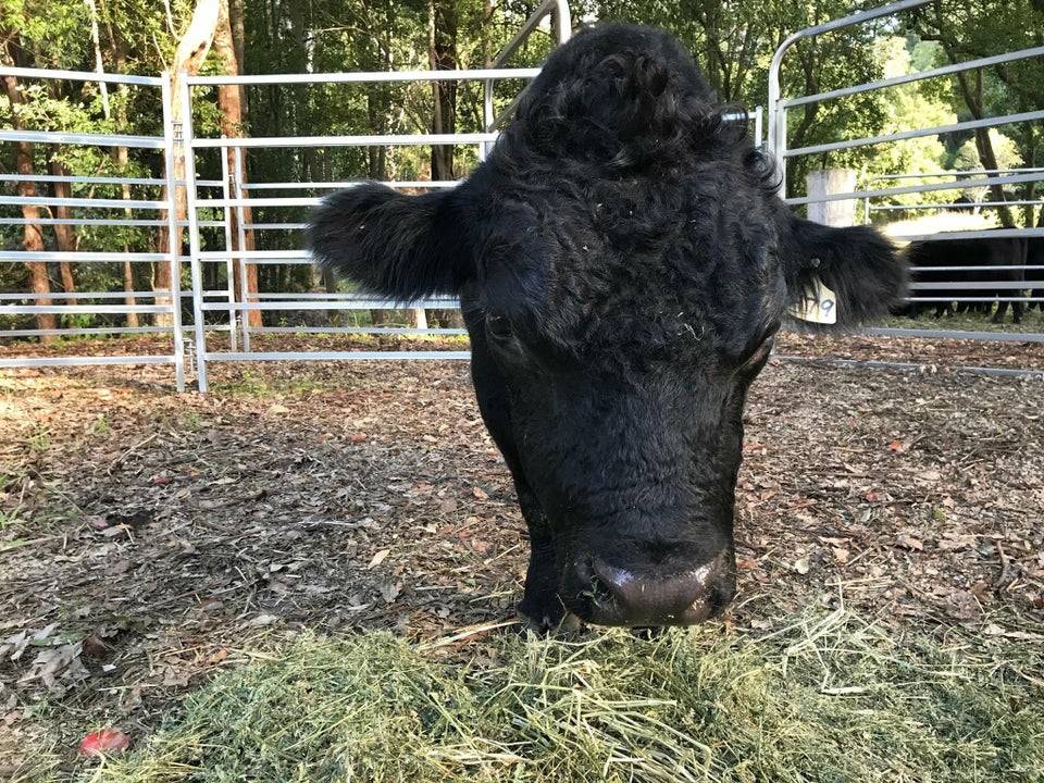 cow looks like it doesn't have a body