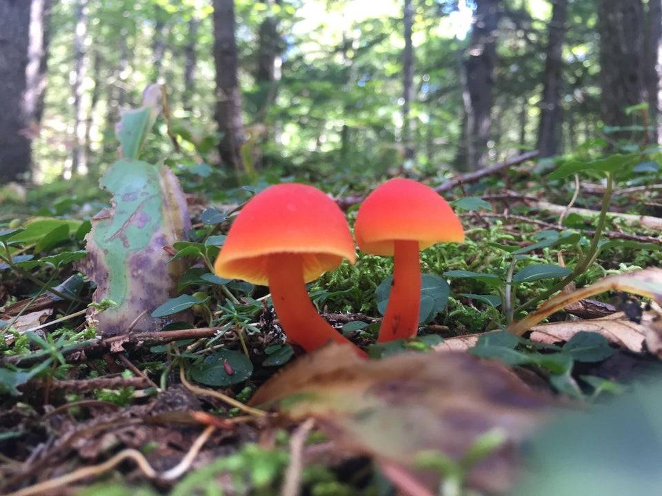 really pretty mushrooms