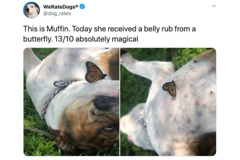 a dog and butterfly hanging out
