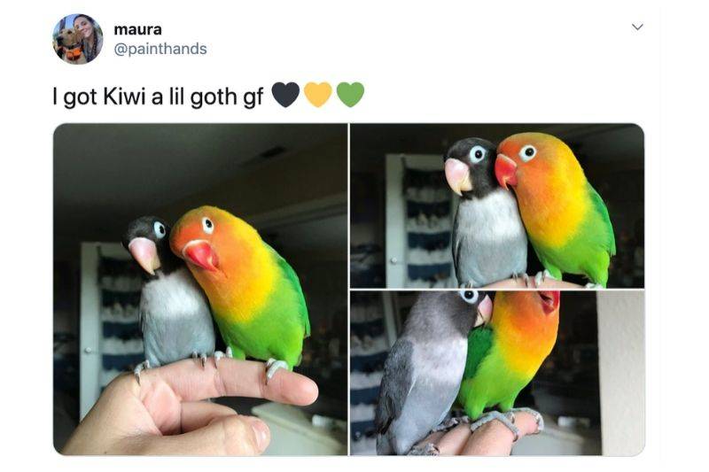 two birds who love each other