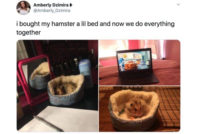 someone bought their hamster a little bed so they could hang while she works