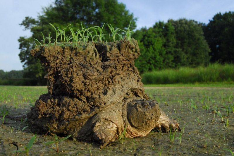a turtle waking up from hibernation 