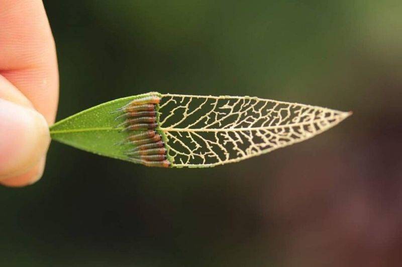 bugs eating a leaf