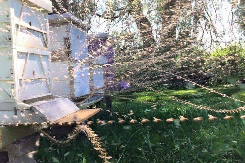 a time lapse of a beehive 