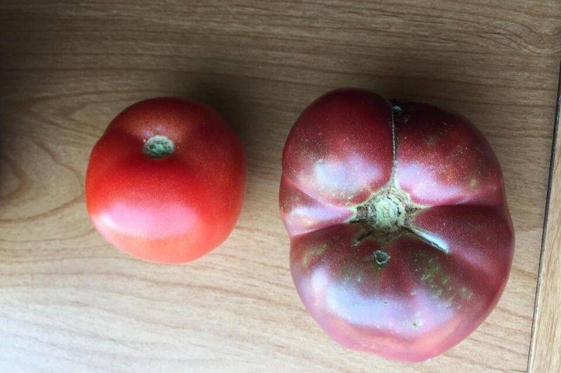 two tomatos, one grown from an old seed