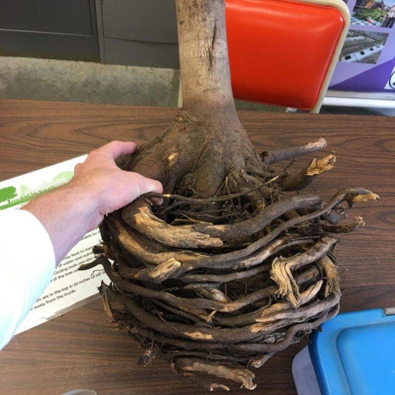 a plant that spent too long in the pot