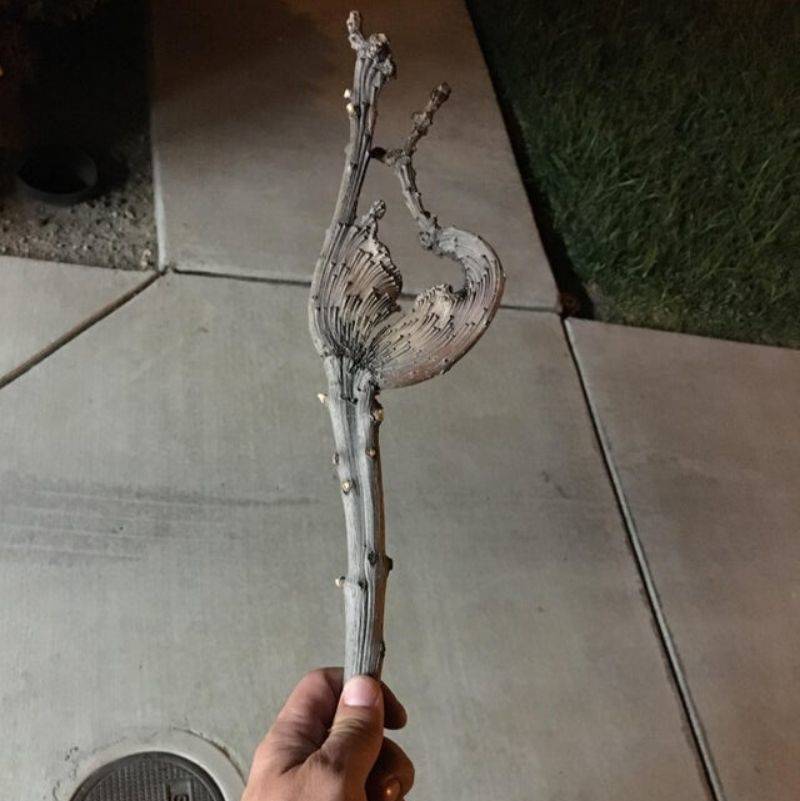 a weird looking branch