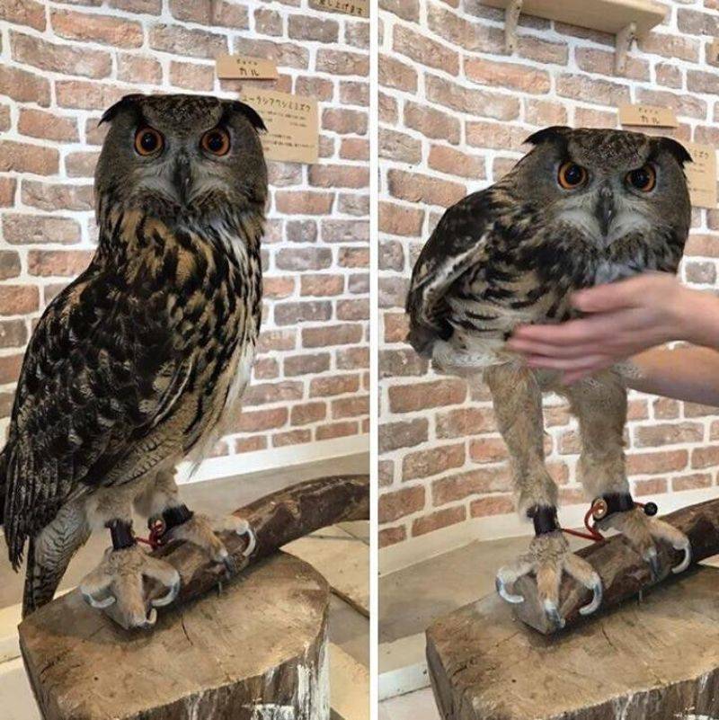 someone showing off owl legs