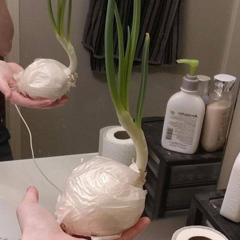 and onion that was left in a car