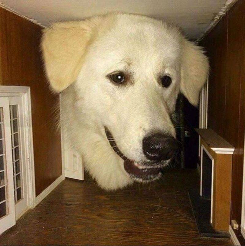 a dog in a doll house