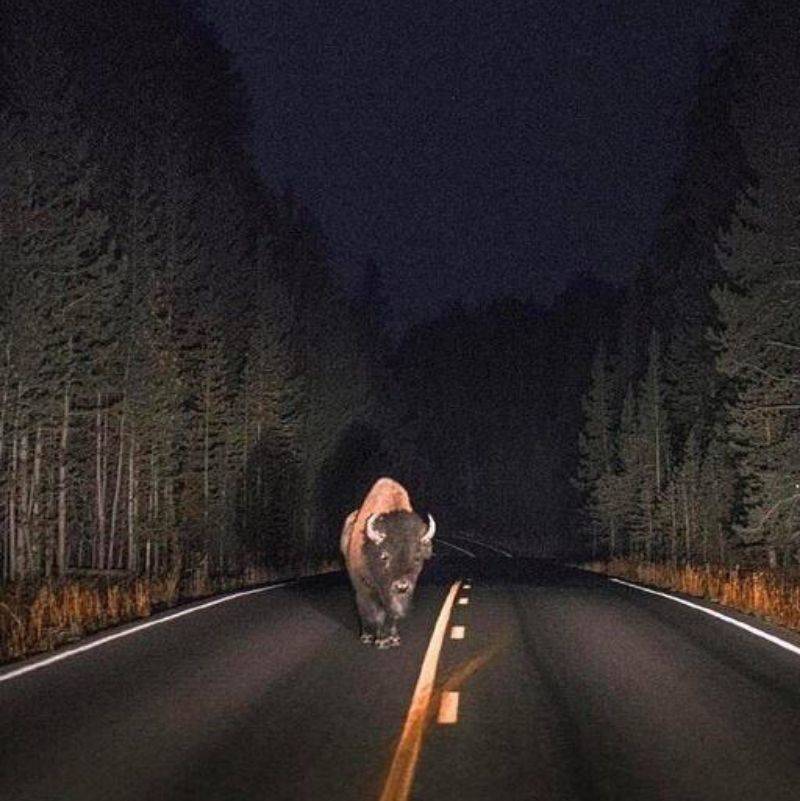 a buffalo at night in Yellowstone National Park