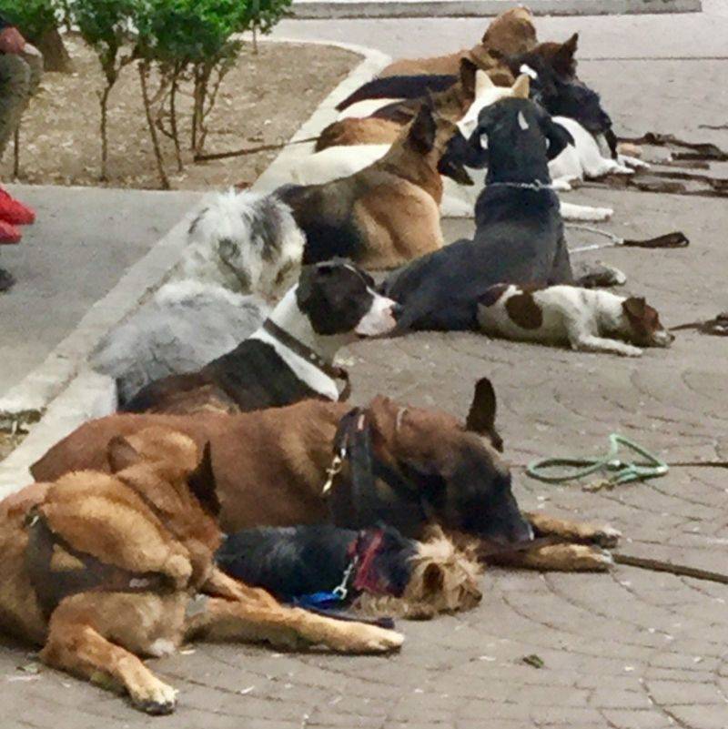 a bunch of dogs napping together