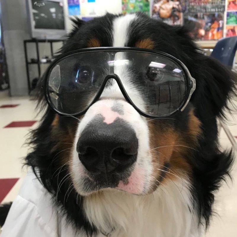 a dog at a doctor's office that helps people feel better