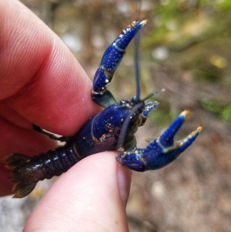 a blue crayfish