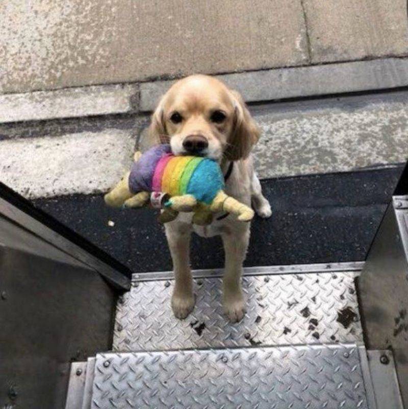 dog bringing the UPS drive a toy