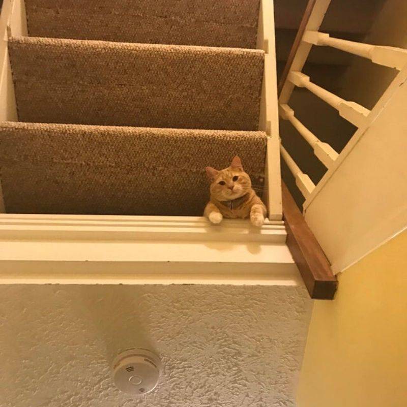 a cat looking down through someone's stairs