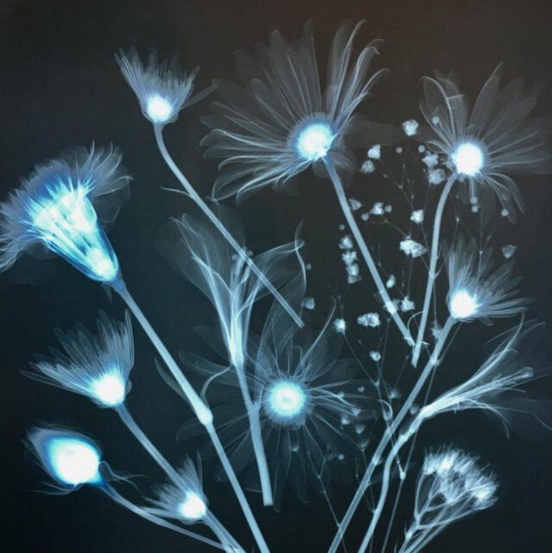 someone xrayed some flowers