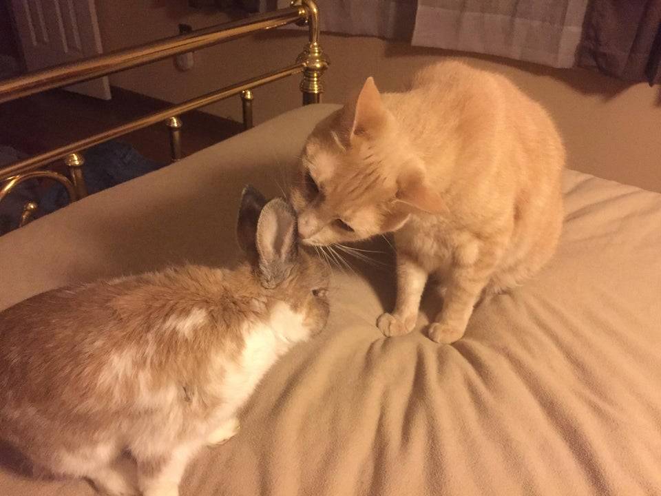 cat and rabbit