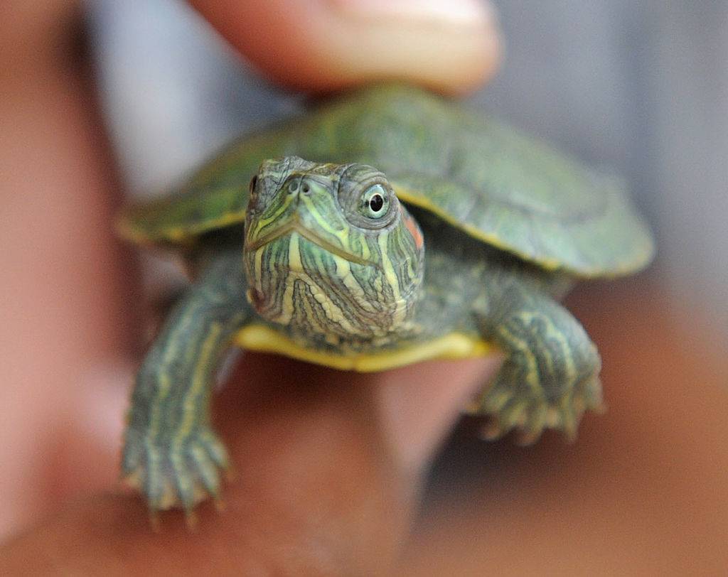A person holds a tiny turtle between their fingers.