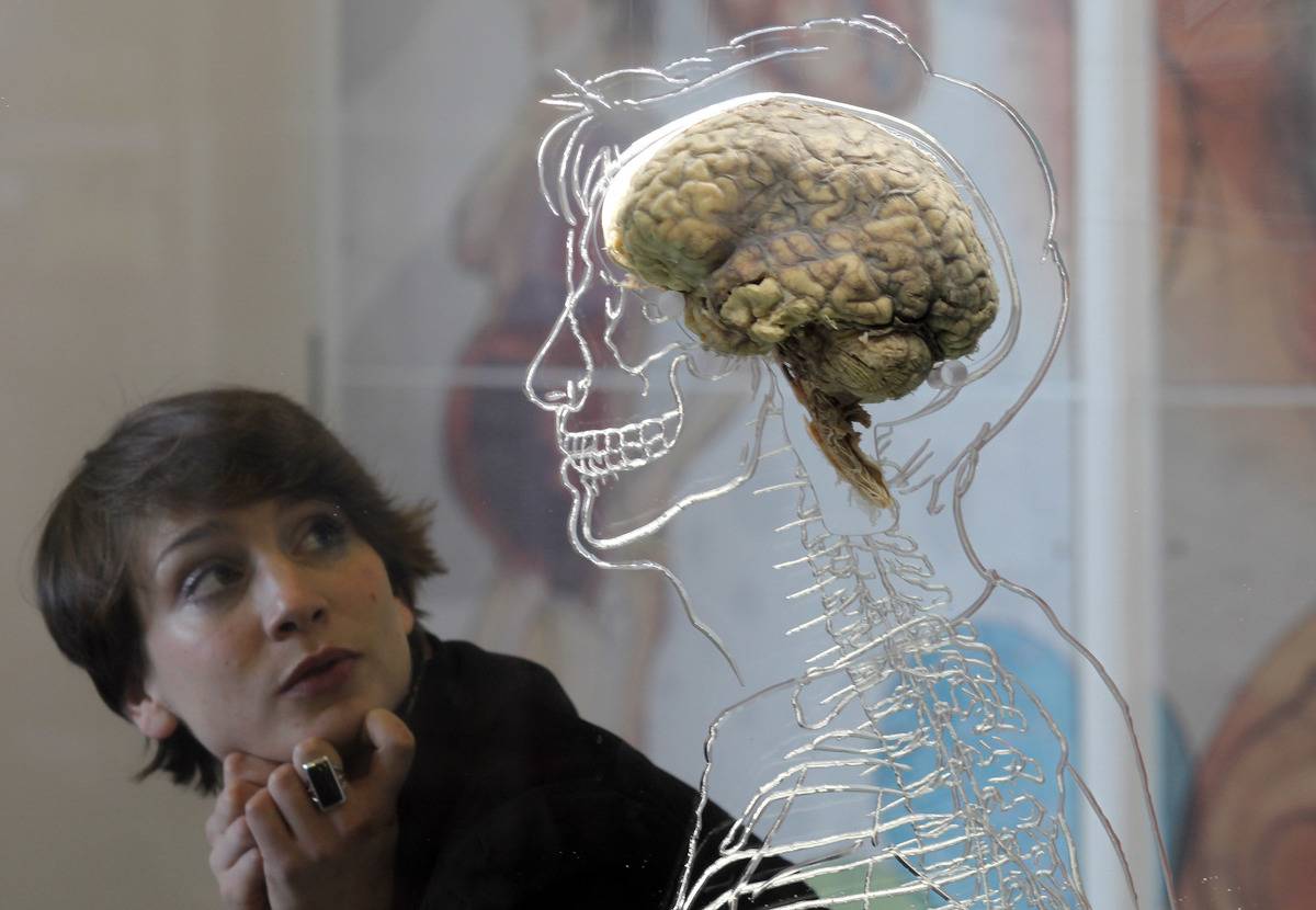 real brain in diagram