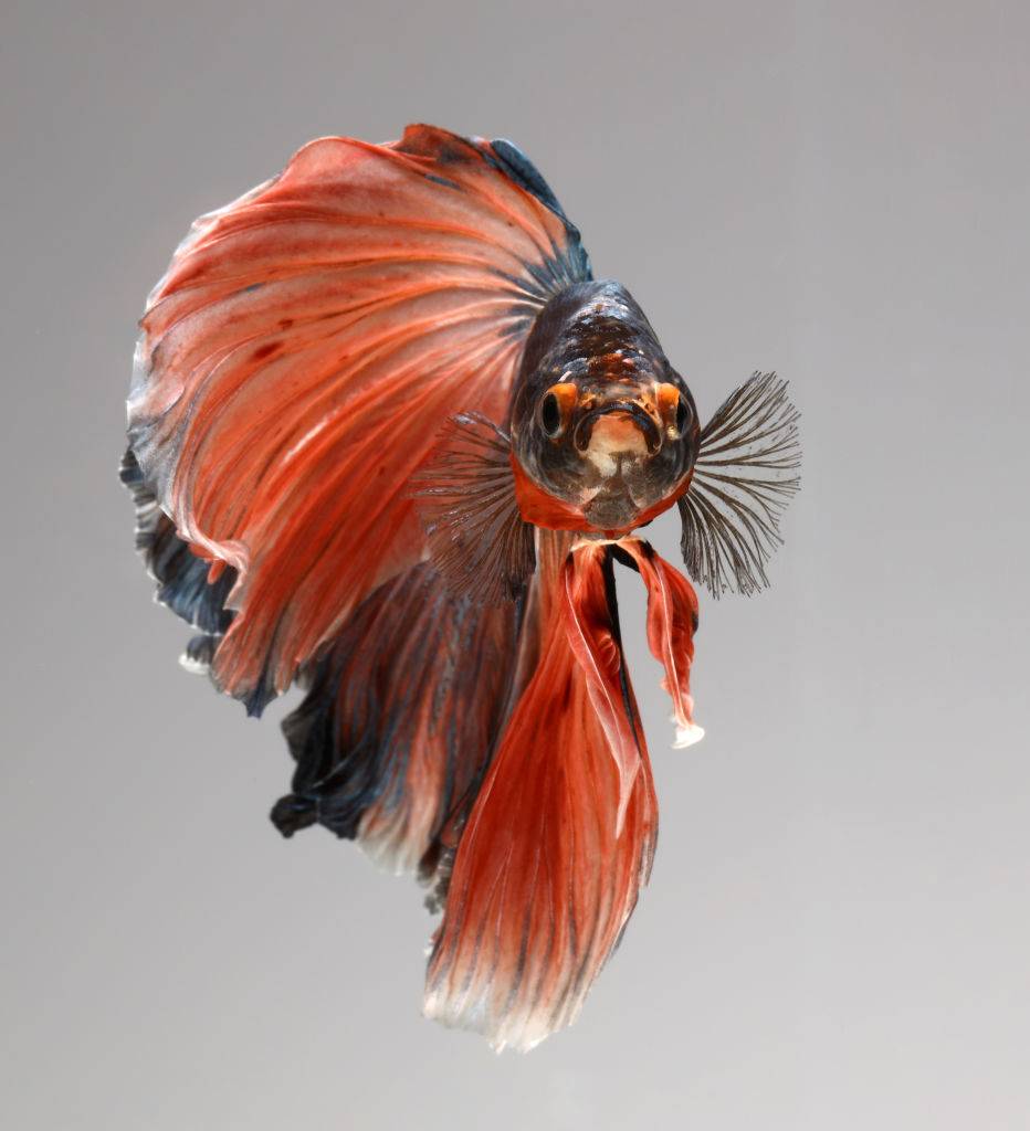 A red and blue betta fish stares into the camera while swimming.