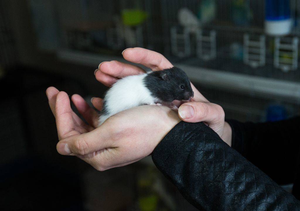A woman holds a mouse in both hands.