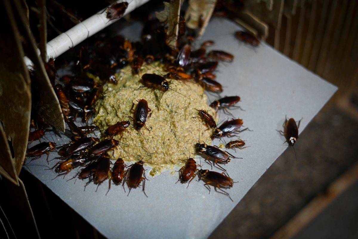 cockroaches eating feed