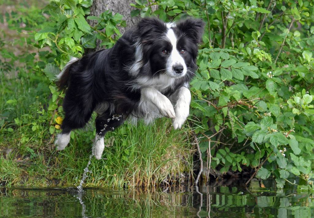 border-collie
