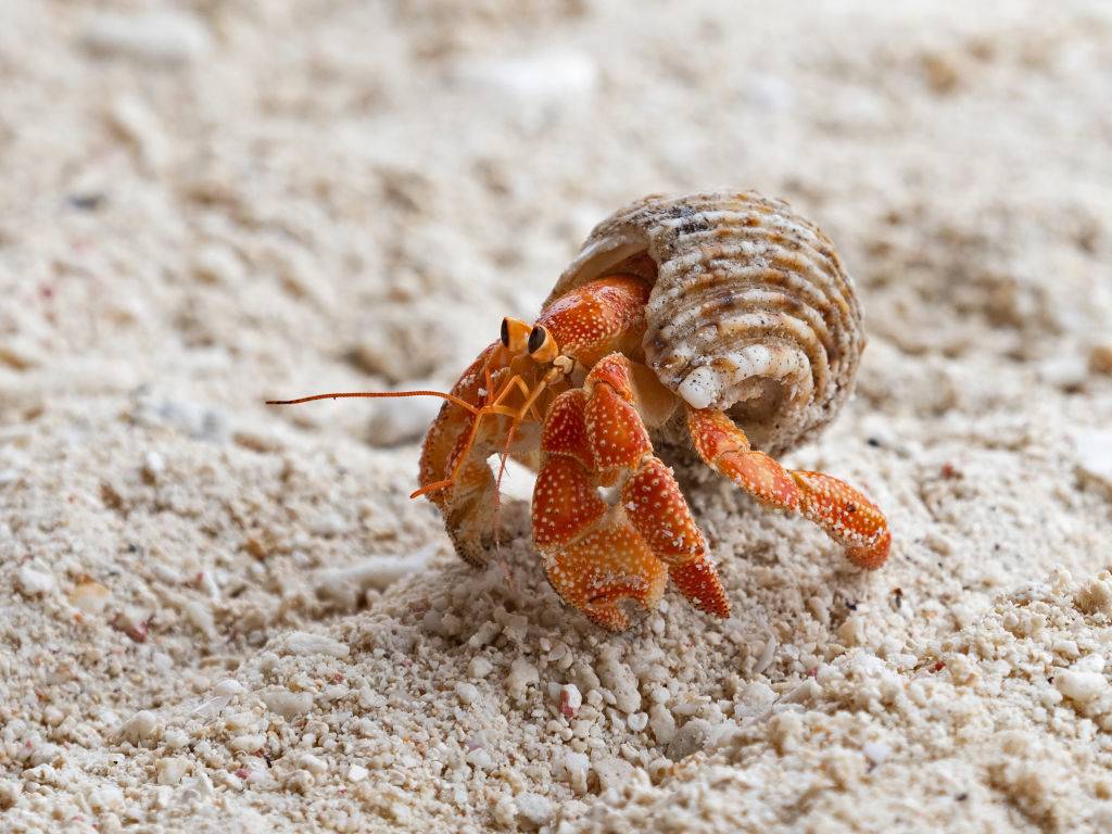 A hermit crab walks on the sand.