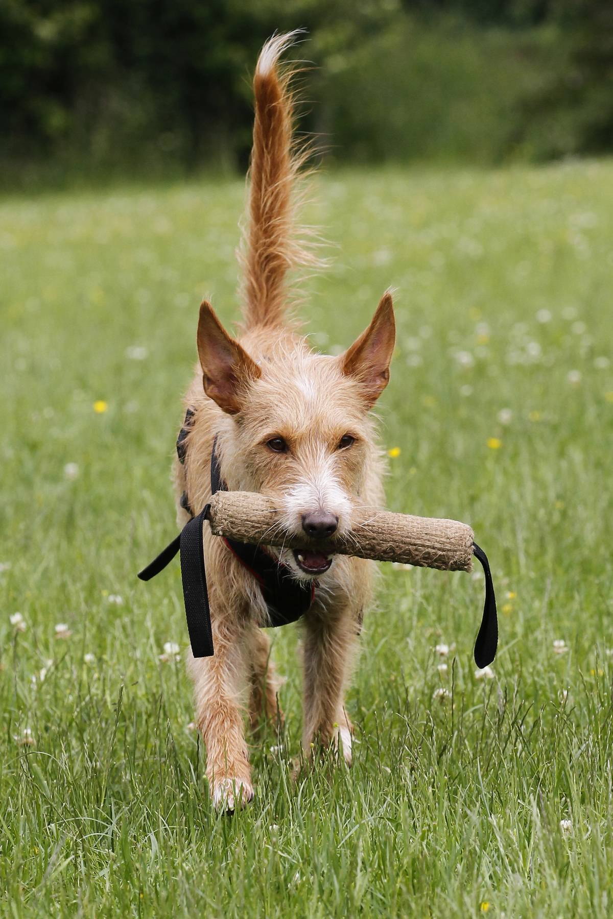 Keep Your Dog's Toys Clean And Germ-Free