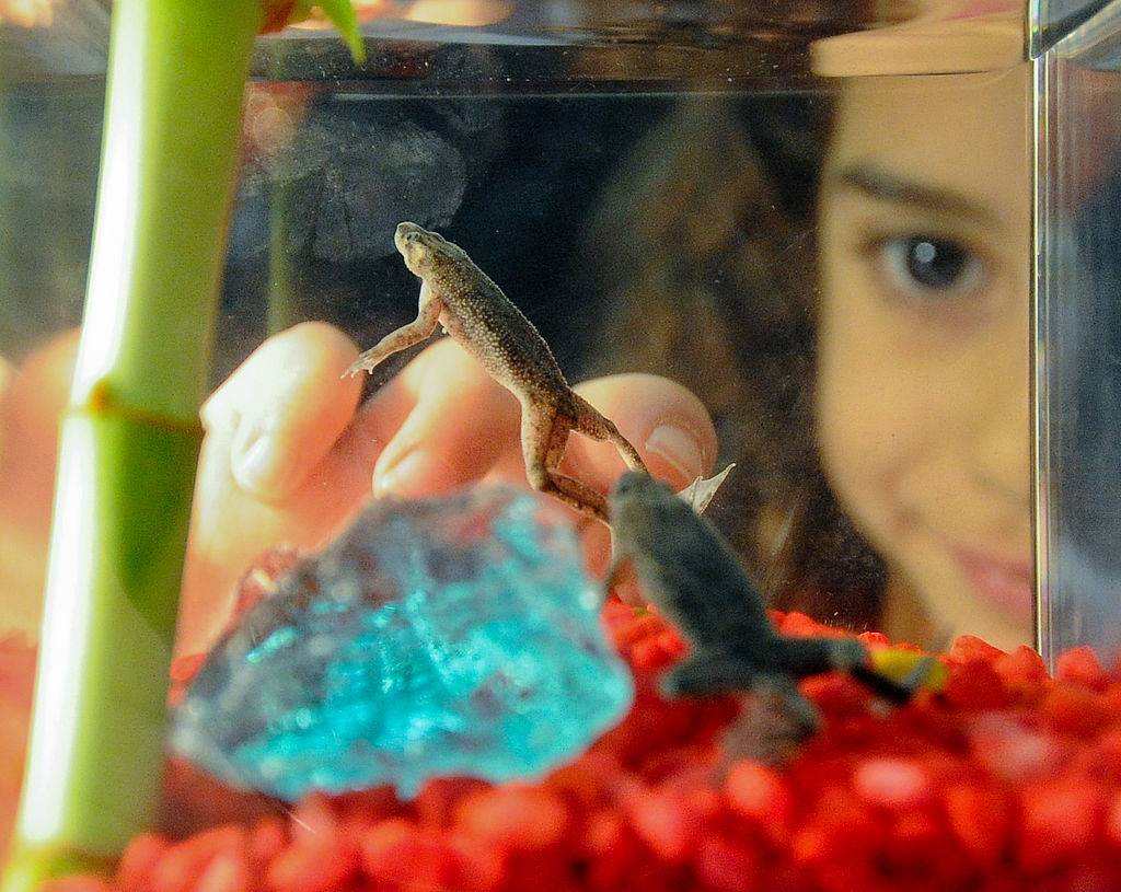 A girl looks at dwarf frogs in an aquarium.