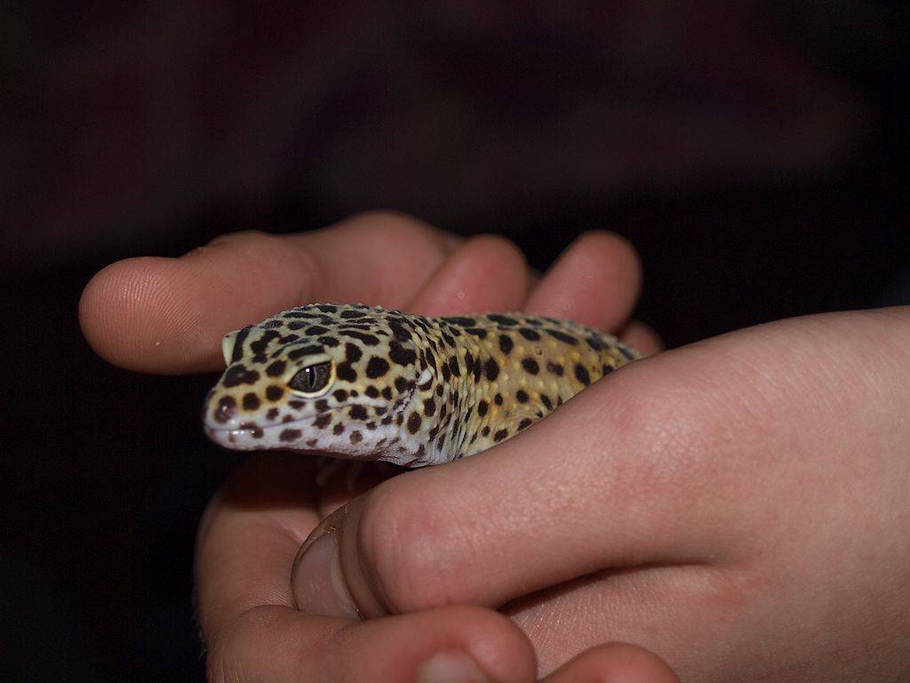 A young person holds a leopard gecko in both hands.