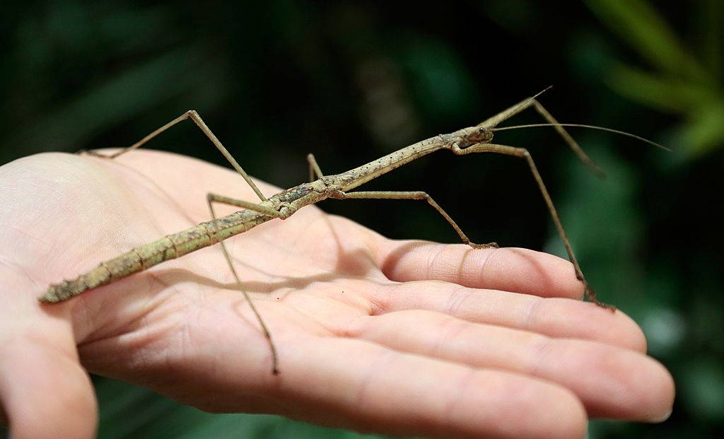 A person holds a stick insect on their palm.