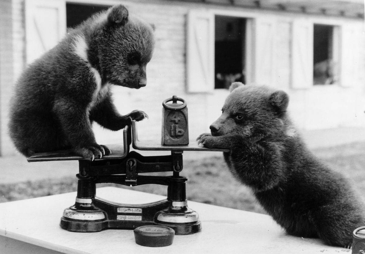 bears play with weight balancing scale