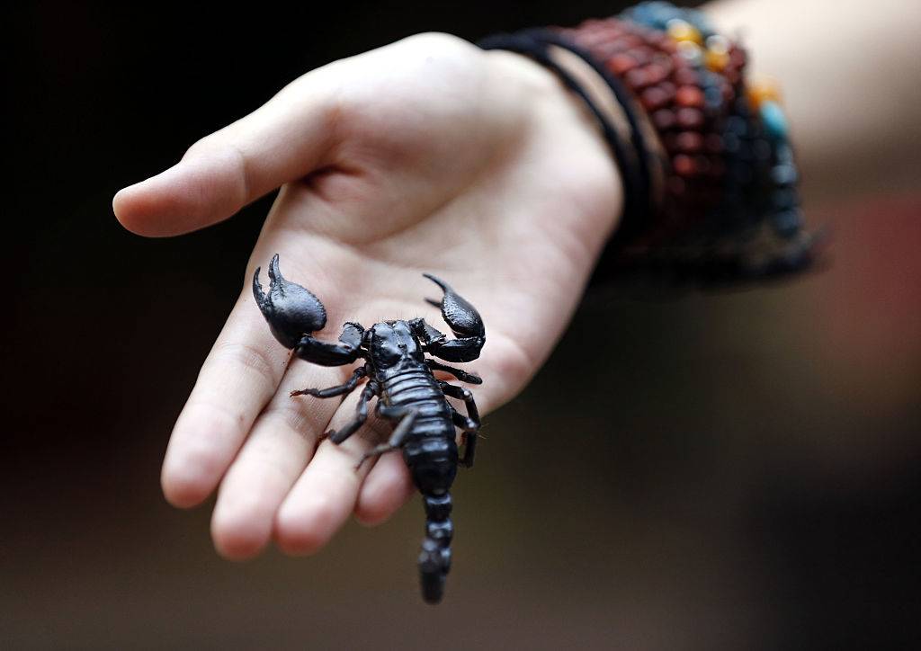 A girl holds her pet scorpion in her hand.