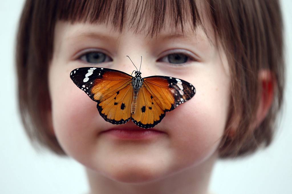 A butterfly sits on a little girl's nose.