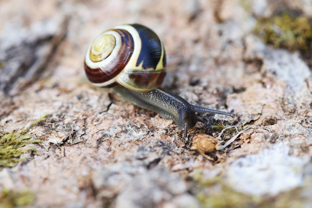A snail crawls on tree bark.